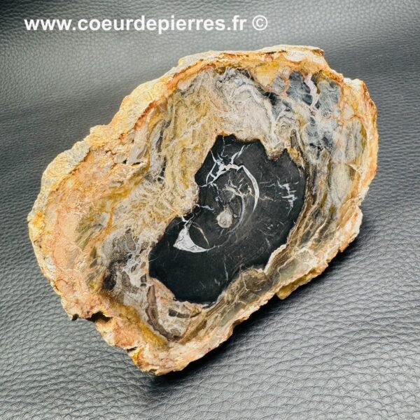 Tranche de Bois Fossile de Madagascar (réf tb6) – Image 4
