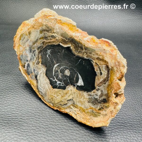 Bois Fossile