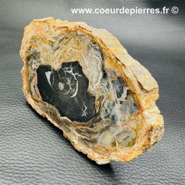 Tranche de Bois Fossile de Madagascar (réf tb6) – Image 3