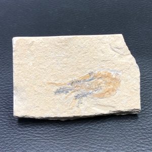 Crevette Carpopenaeus callirostris d’Hajoula du Liban (réf cf2)