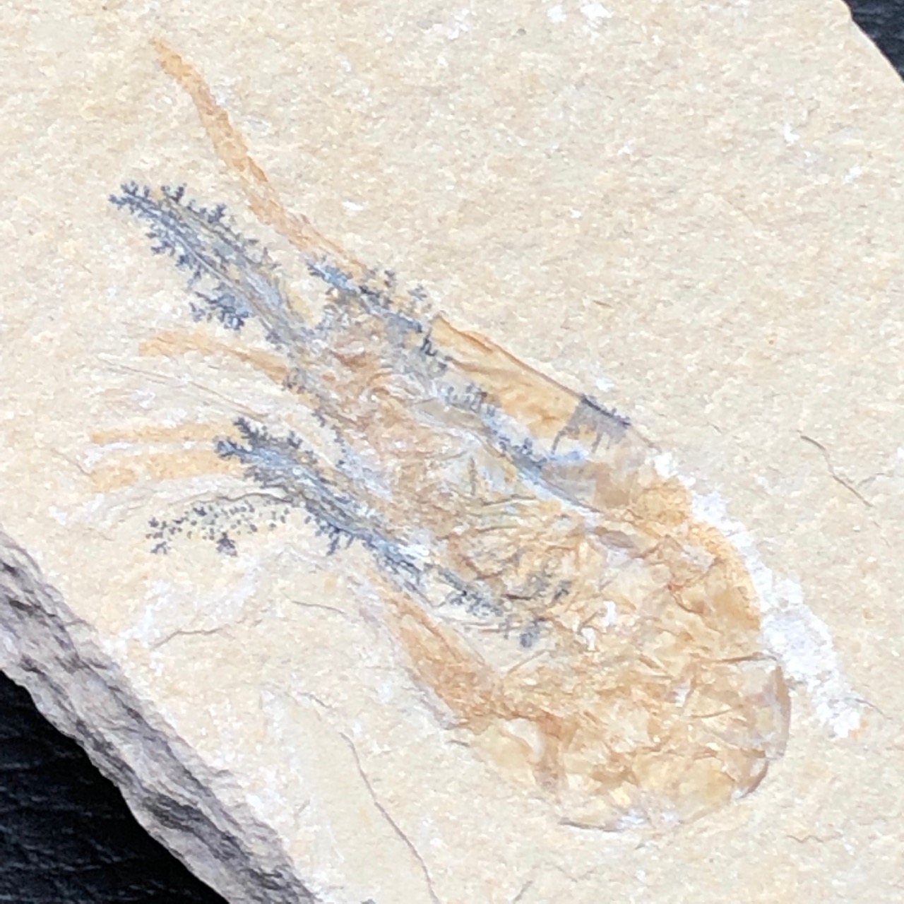 Crevette fossile Carpopenaeus callirostris d’Hajoula du Liban (réf cf2)