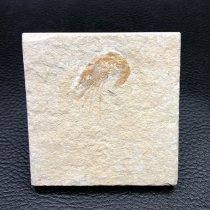 Crevette Carpopenaeus callirostris d’Hajoula du Liban (réf cf4)