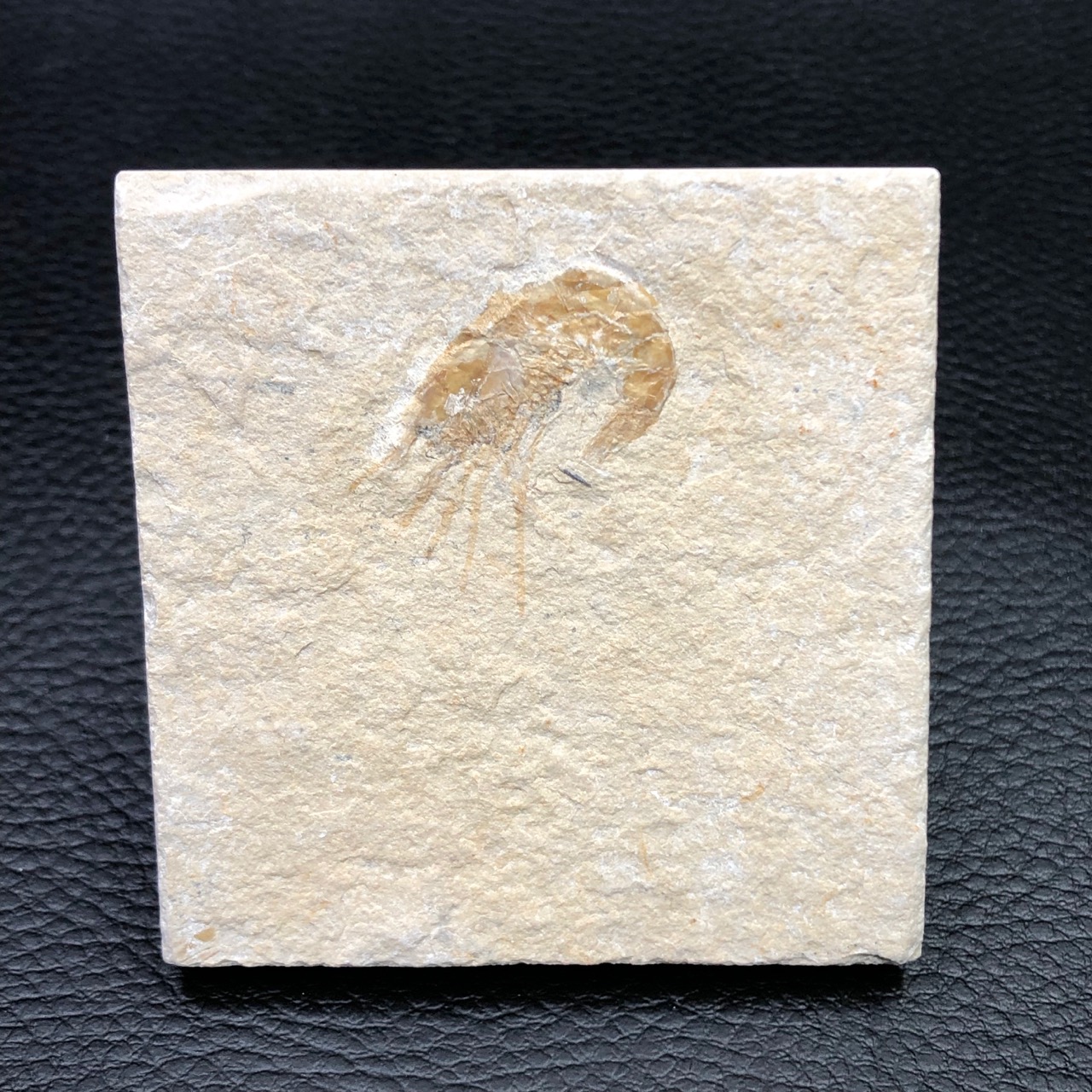 Crevette fossile Carpopenaeus callirostris d’Hajoula (réf cf4)