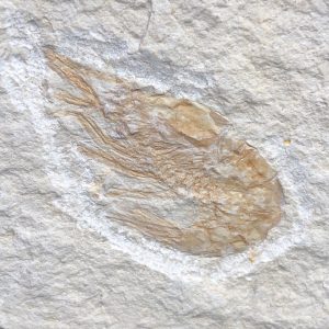 Crevette fossile, Carpopenaeus callirostris d’Hajoula (réf cf6)