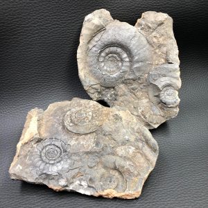 Ammonite en nodule du Maroc (réf nam2)