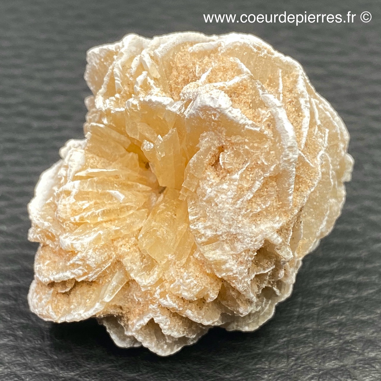 Rose des sables « gypse » du Maroc (réf rs5) Cœur de Pierres