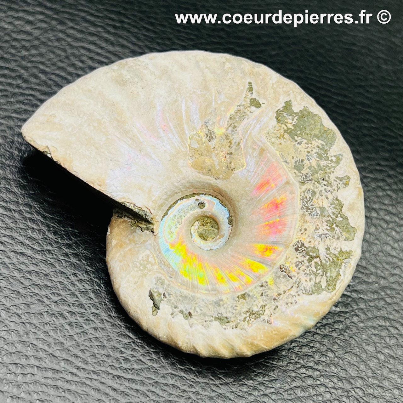 Ammonite iridescente de Madagascar (réf amd11)