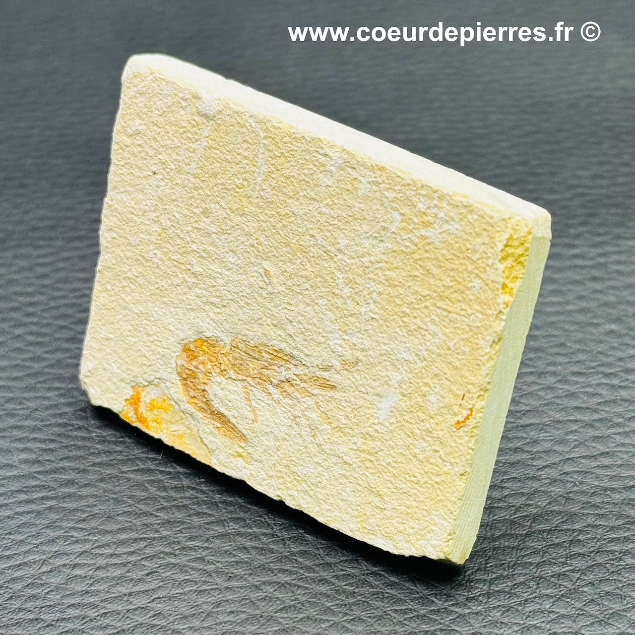 Reptile nageur fossile sur plaque matricielle