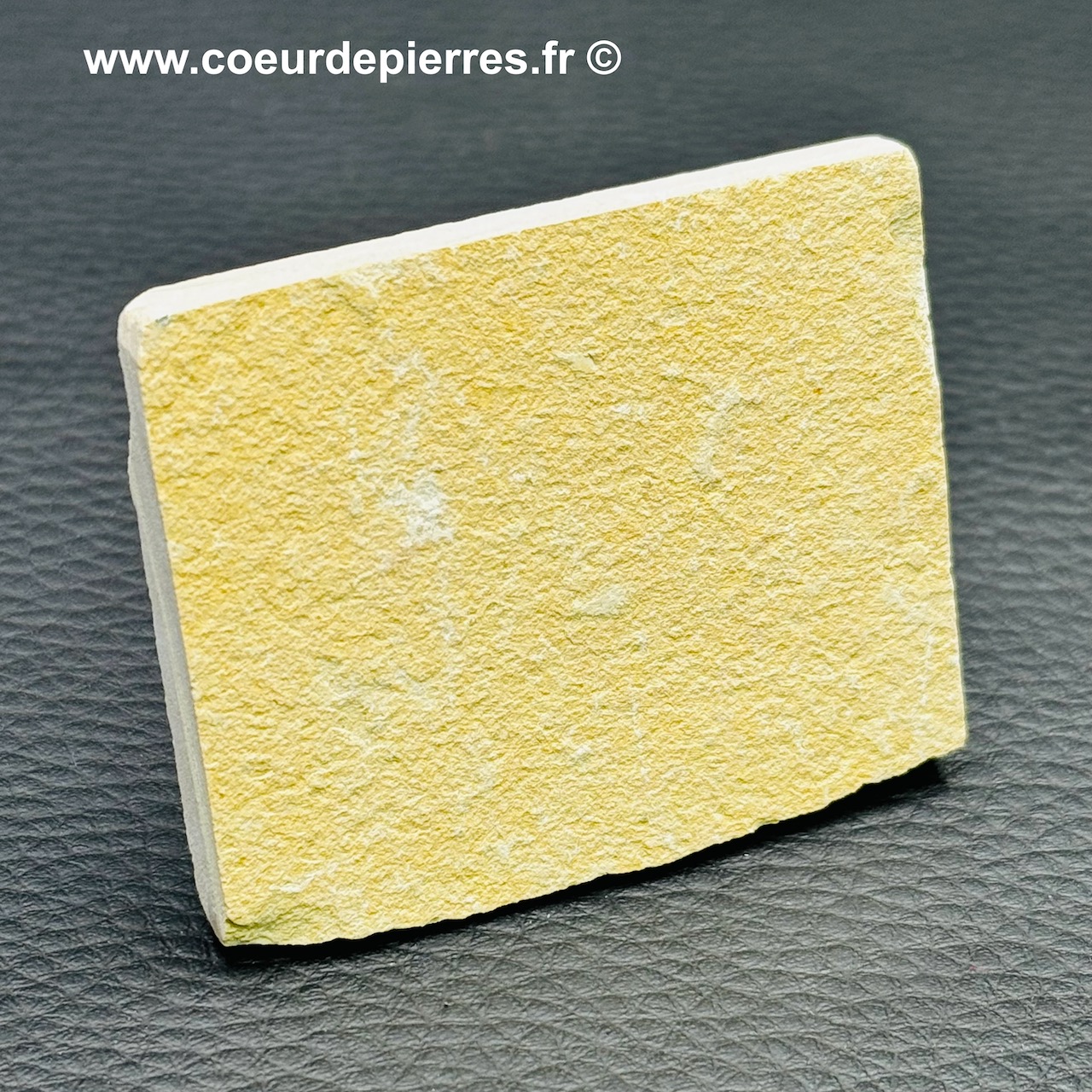 Ver fossile sur plaque - 13 x 8 cm - Objets divers (6297098