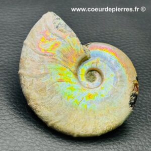 Ammonite iridescente de Madagascar (réf amd11)