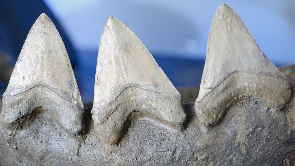 Les Dents de Mégalodon : Trésors Fossiles d’un Prédateur Légendaire
