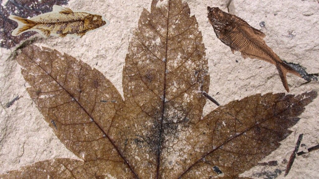 Fossiles de la Formation Green River