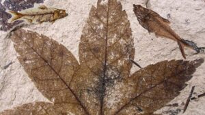 Fossiles de la Formation Green River