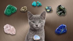 Les pierres pour nos animaux