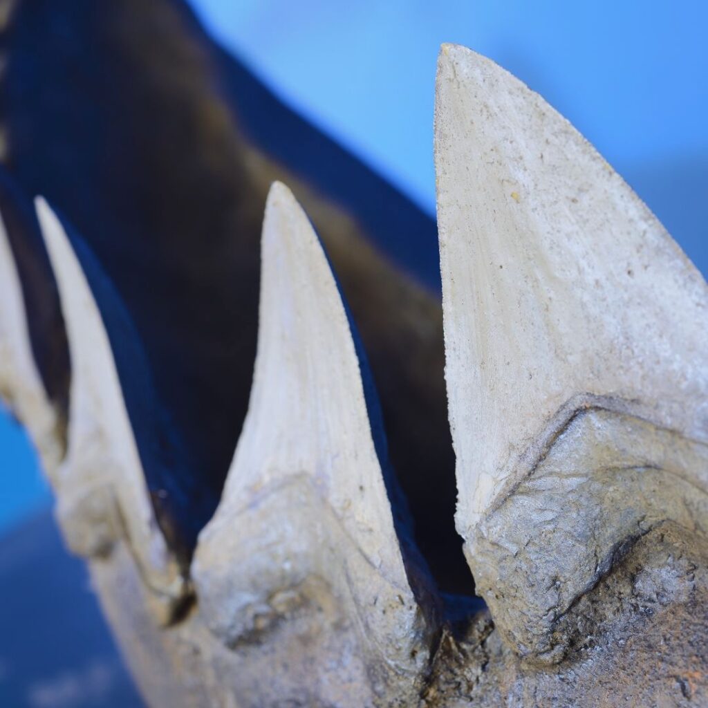 Mâchoire de Mégalodon