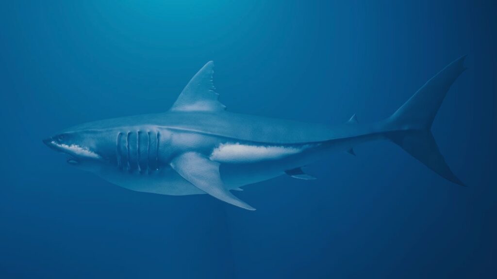 Mégalodon Carcharodon