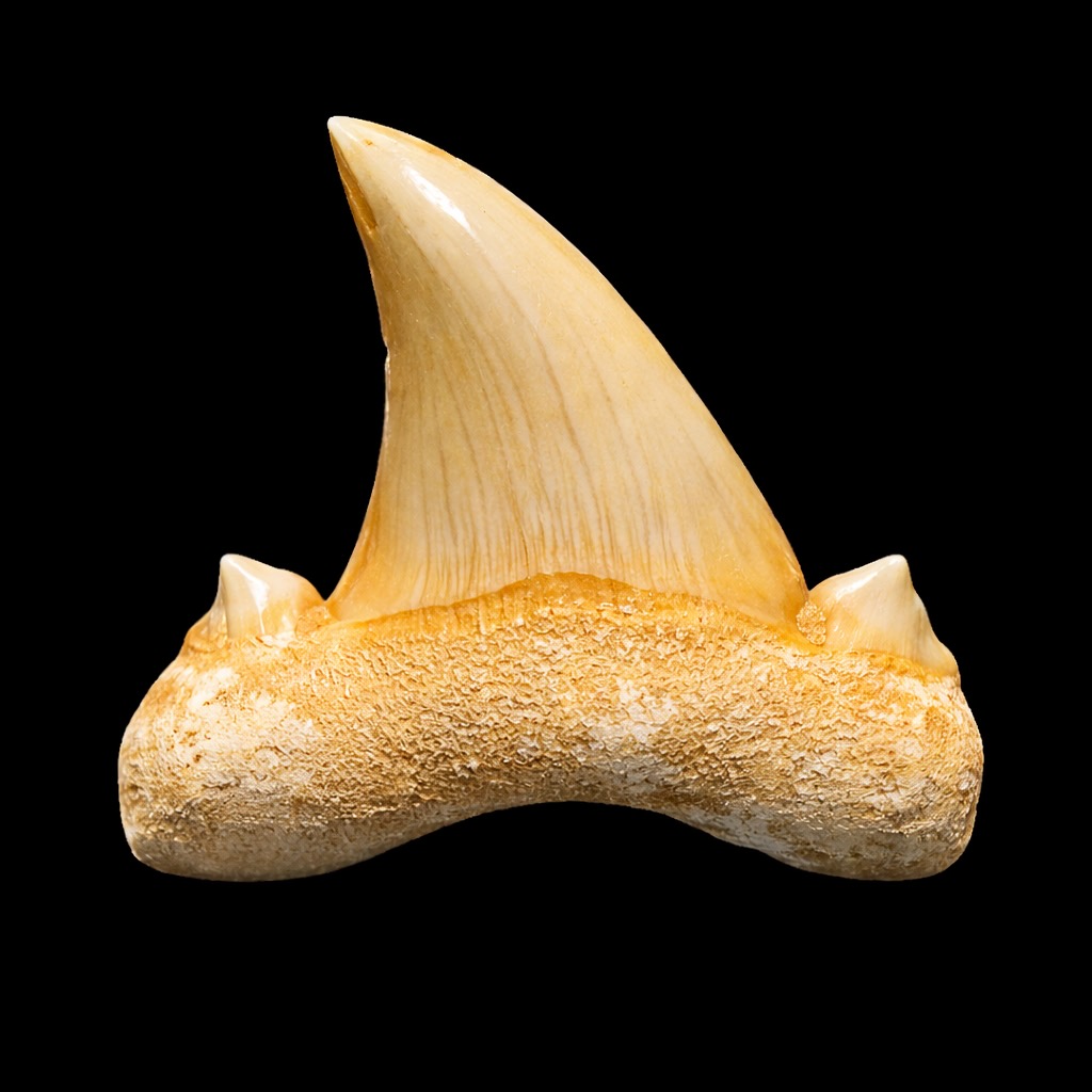 Dent de requin otodus obliquus