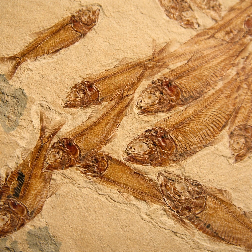 Poissons Fossiles