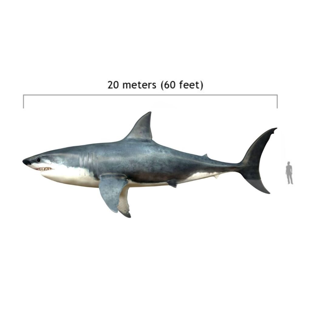 Taille du Mégalodon