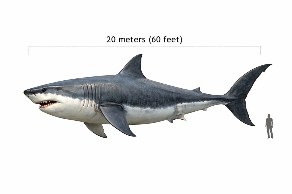 Taille du Megalodon
