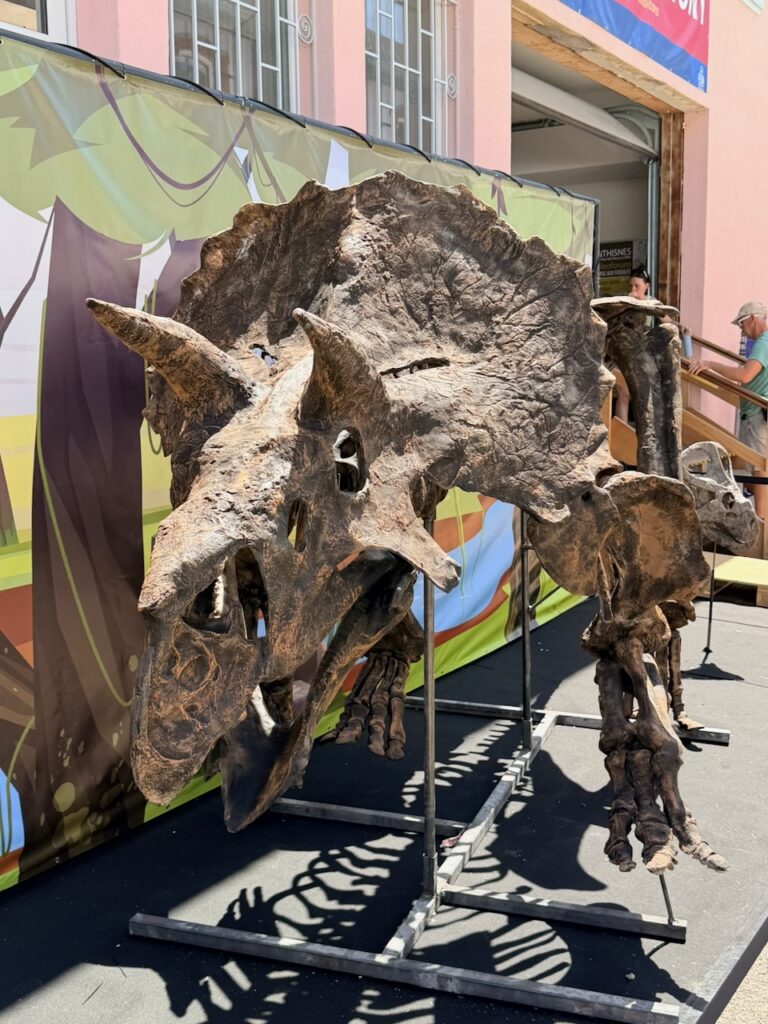 Triceratops