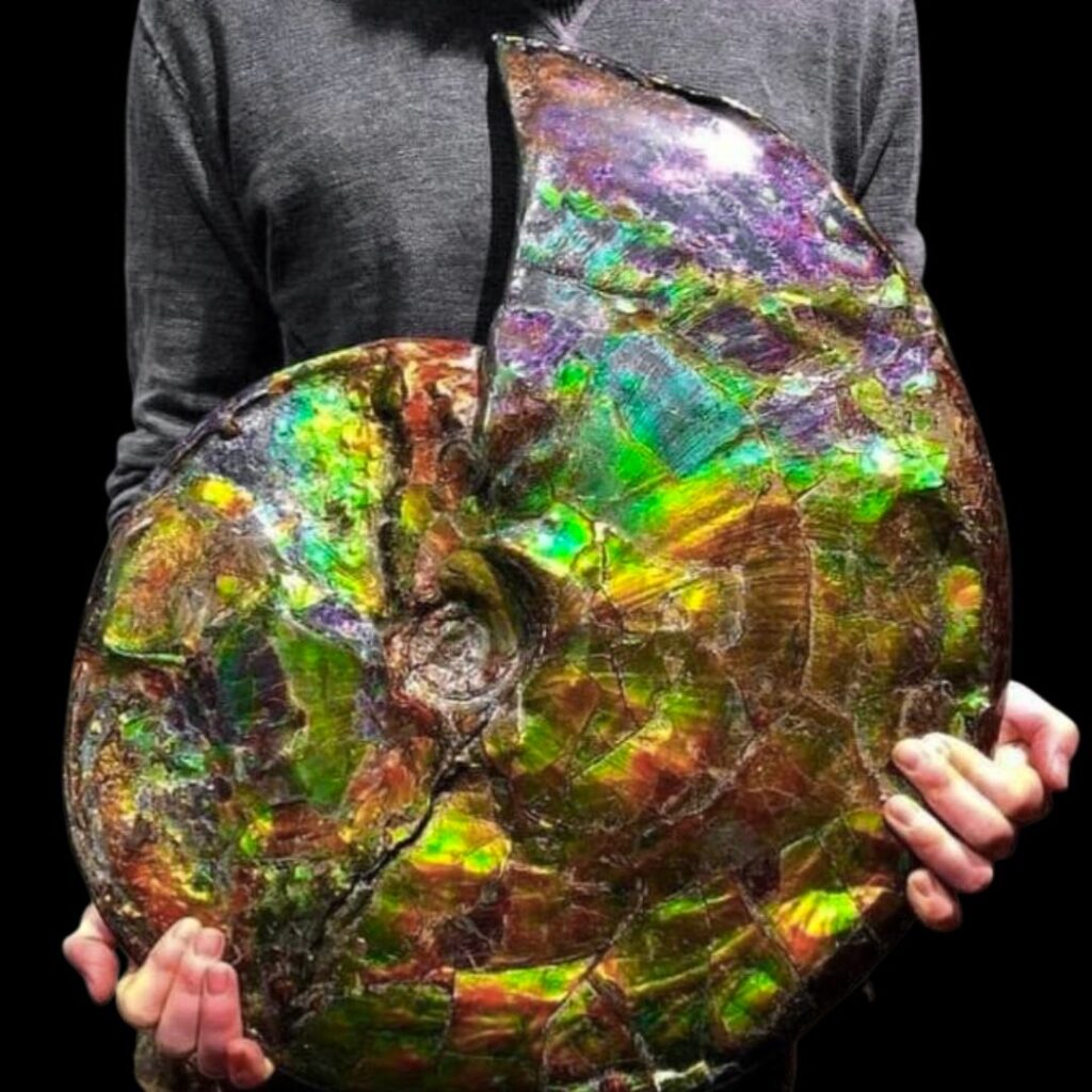 Ammolite géante