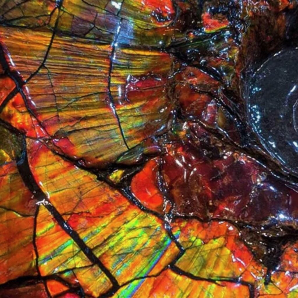 Ammolite résinée