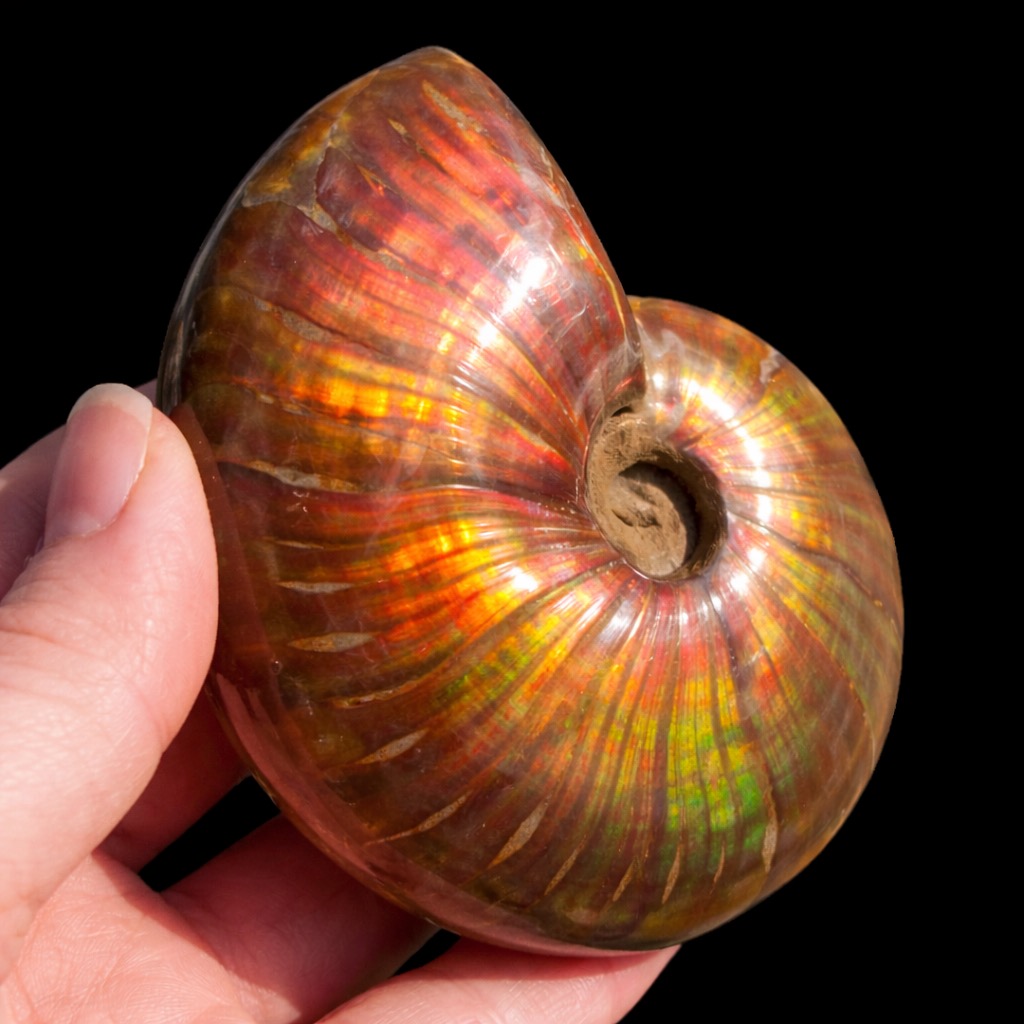 Ammonite Opalisée