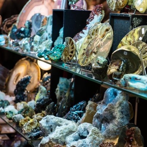 collection exposition Fossilium