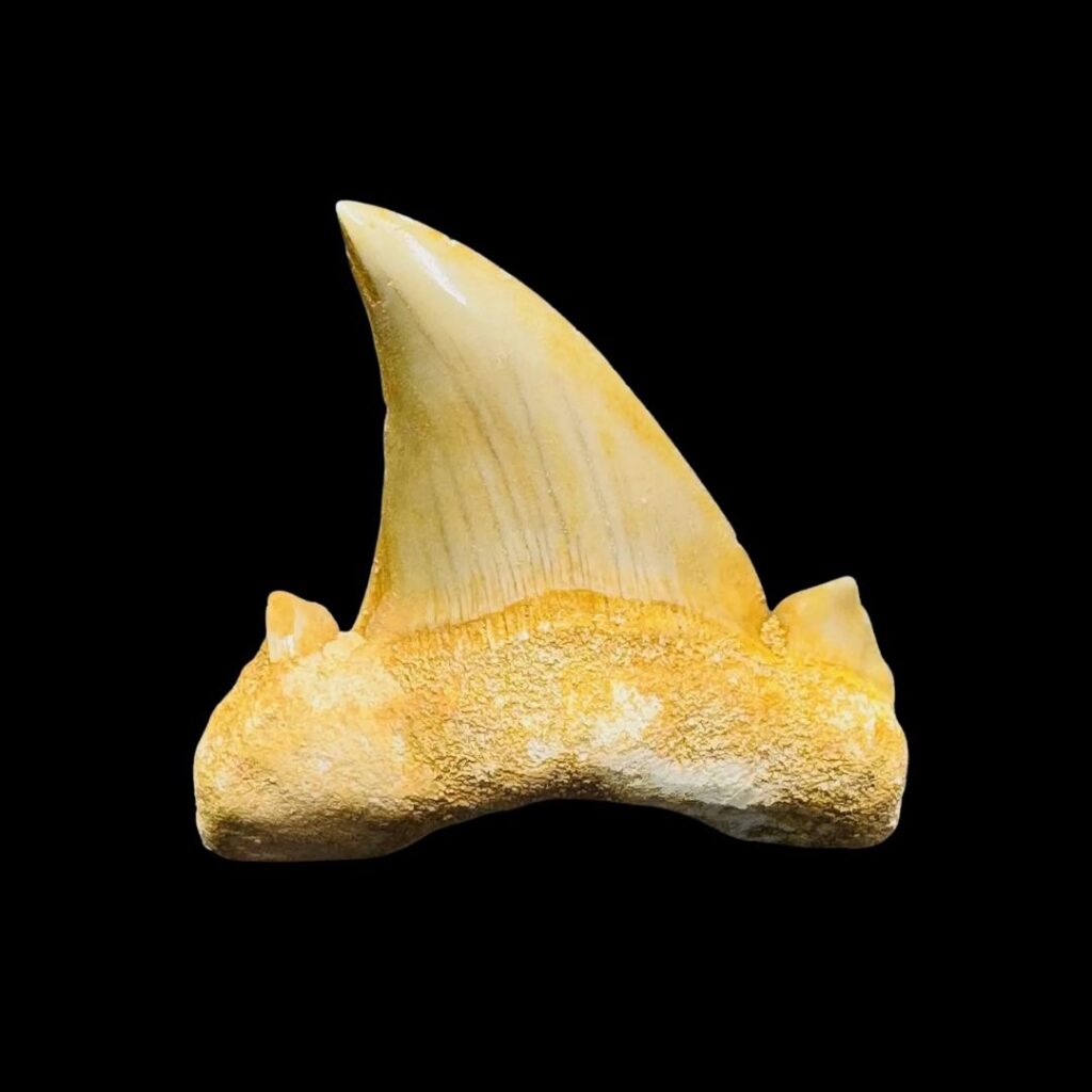 Dent de requin otodus obliquus