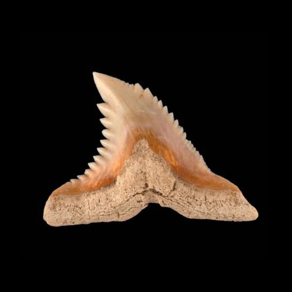 Dent de requin Galeocerdo Mayumbensis