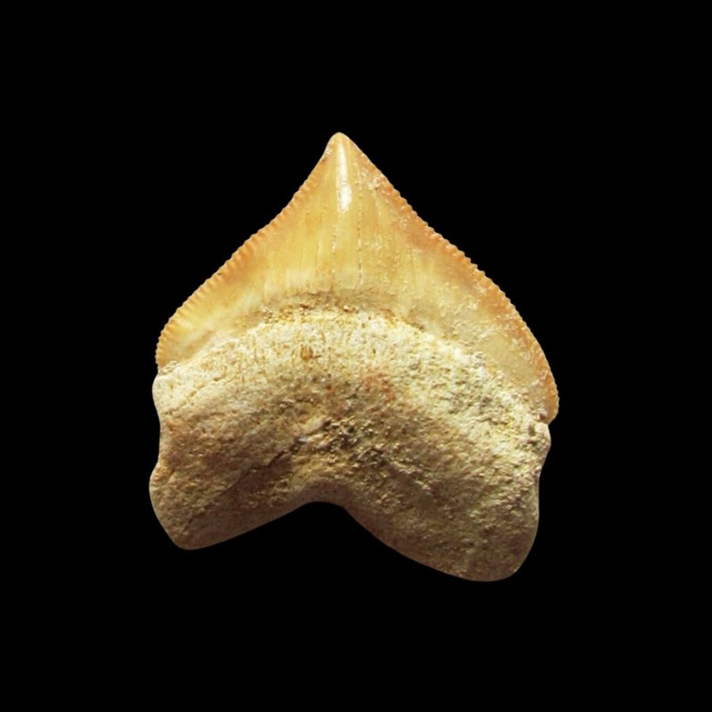 Dent de requin Squalicorax Pristodontus