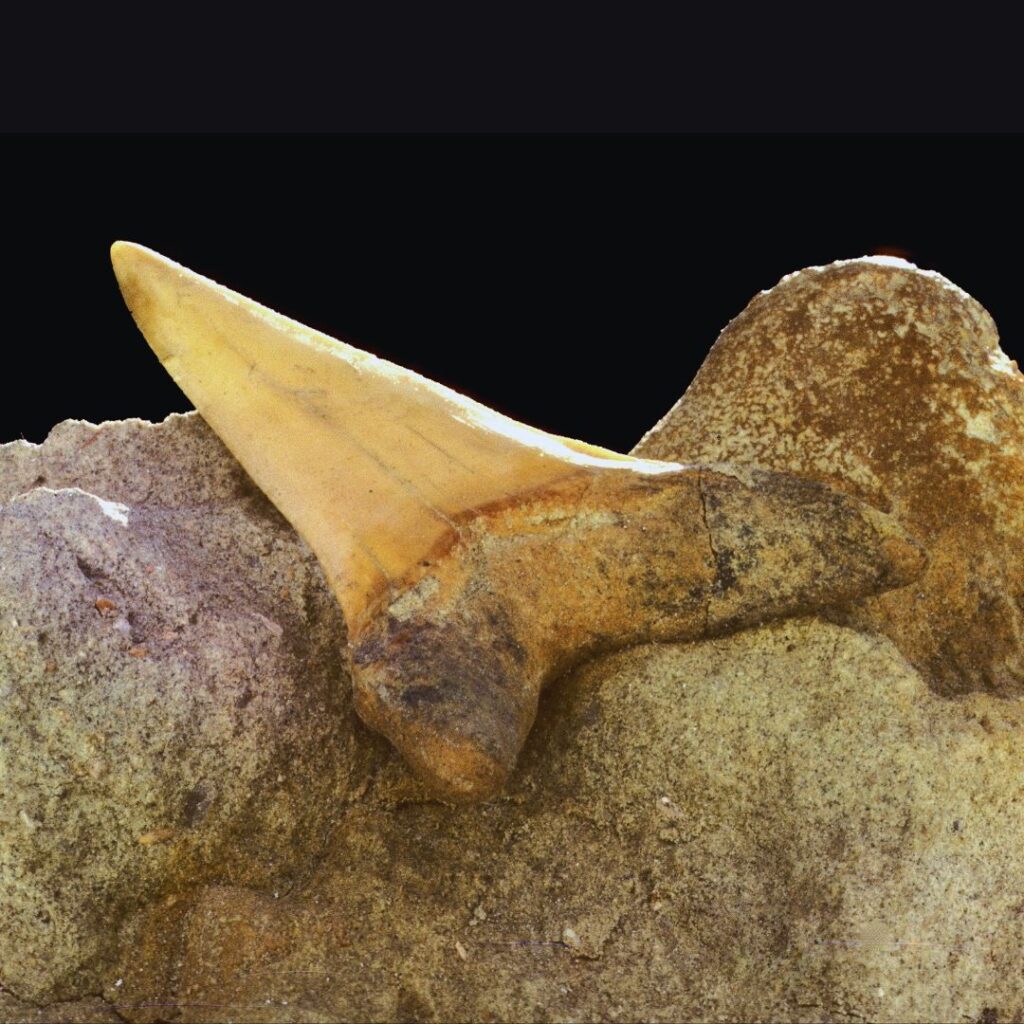 Dent de requin Cretolamna maroccana