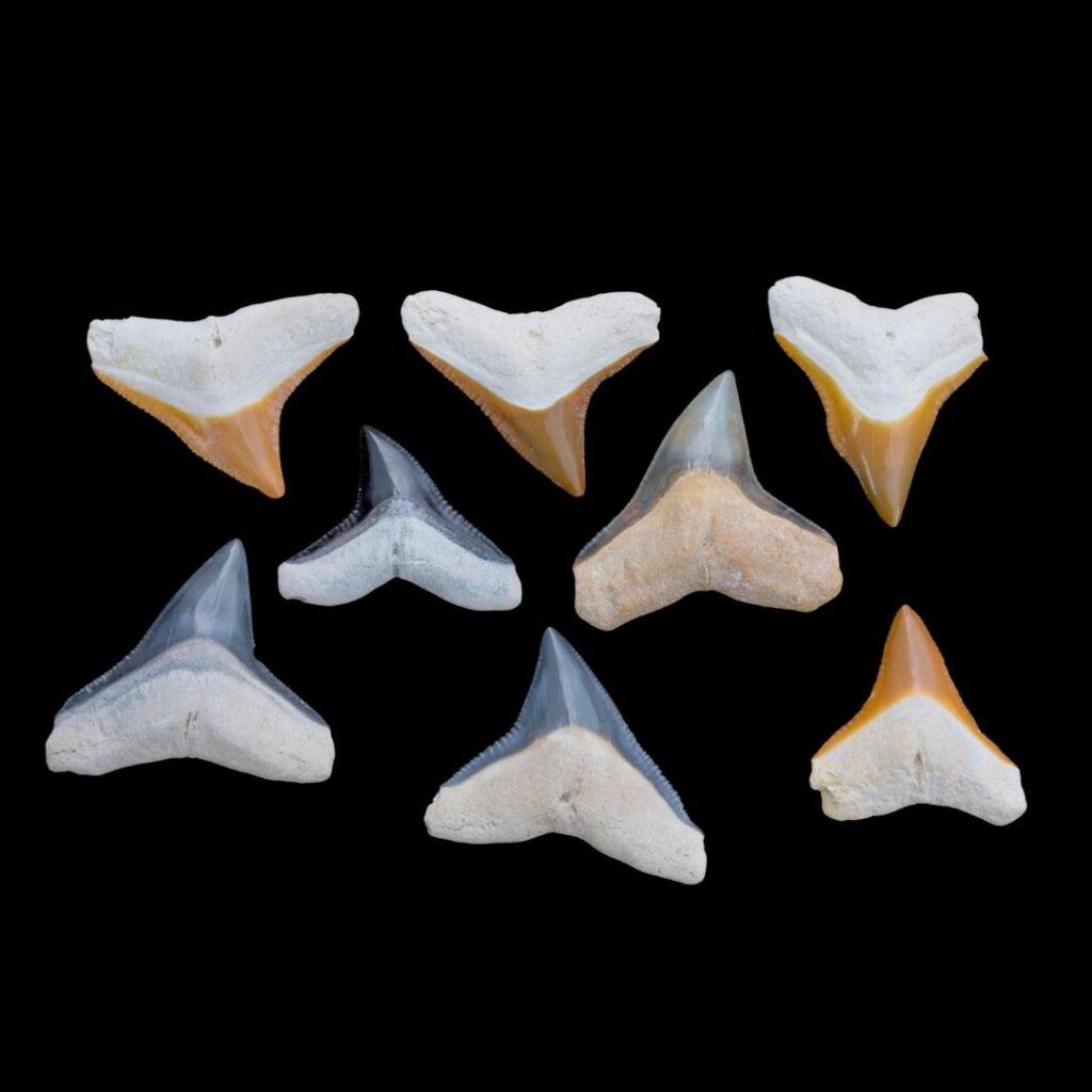 Dents de requins fossiles
