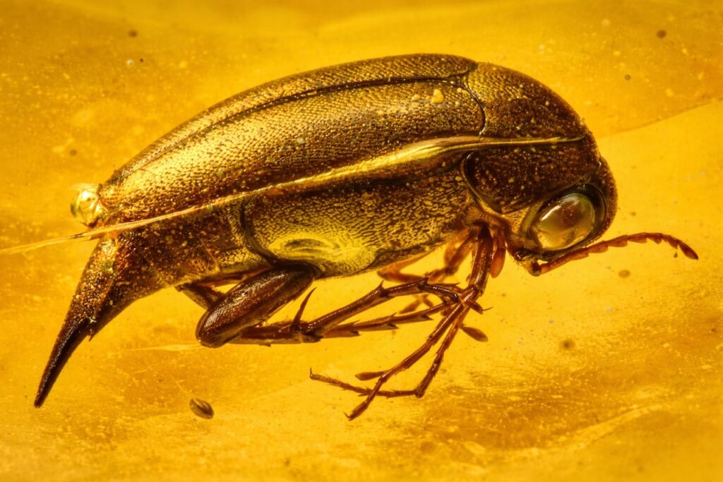 Les inclusions dans l'Ambre