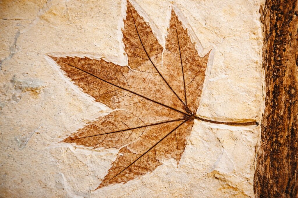 La formation d'un fossile