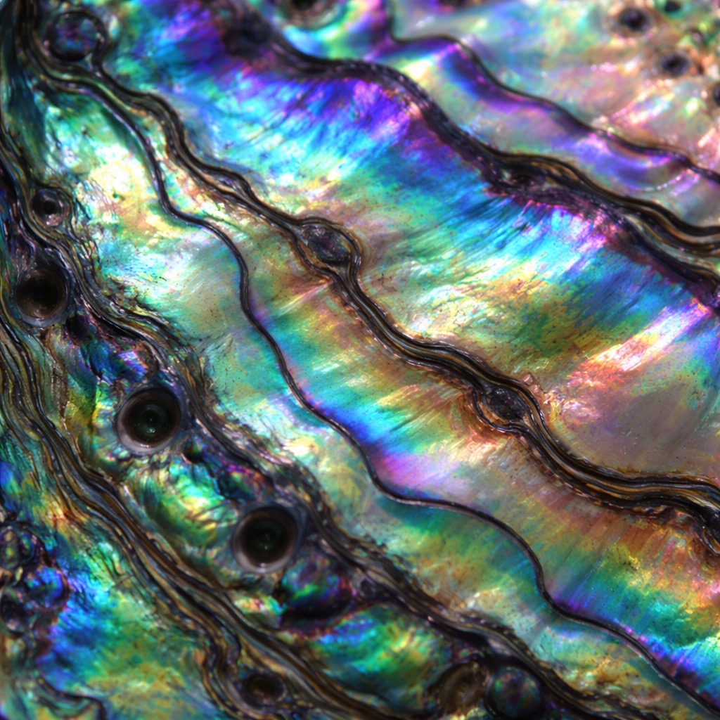 Nacre Abalone