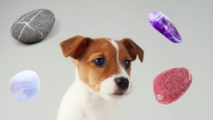 Les pierres pour nos compagnons à quatre pattes